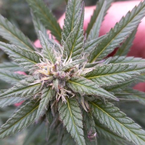 Sativa growlog timeline photo