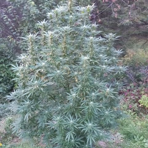 Sativa growlog timeline photo