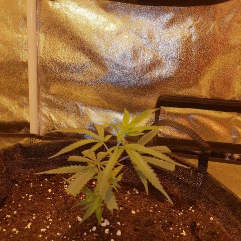 "Super smelly pussy" #1 growlog photo: 2 days in tent under lights. 