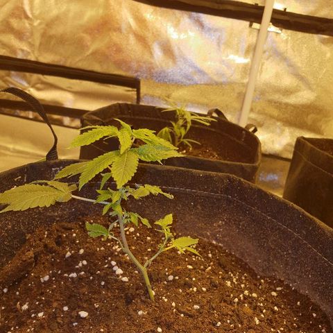 Grodd growlog photo: 2 days in tent under lights