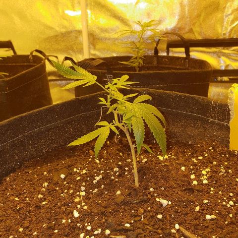 King Tut growlog photo: 2 days in tent under lights