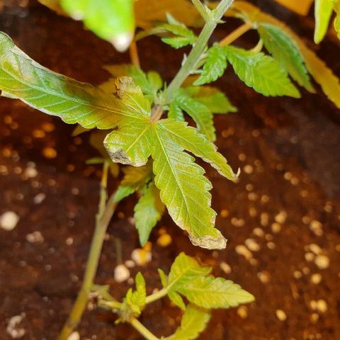 Grodd growlog photo: Discolouration and curling of leaves
