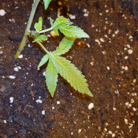Grodd growlog timeline photo