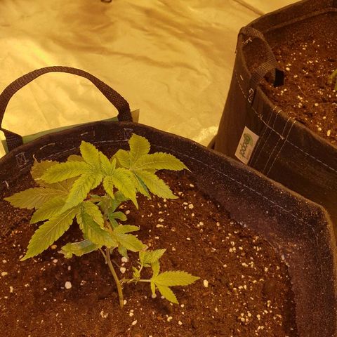 Grodd growlog timeline photo