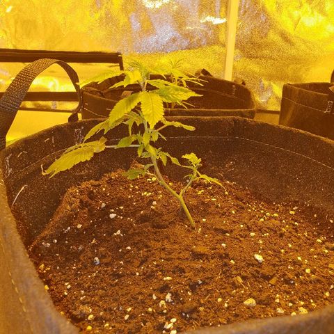 Grodd growlog photo: Day 5, 14cm, mostly looking good, I think, but still the issue with those leaves.. doesnt seem to be spreading at all, so maybe just something left over from the cloning process? Has new growth that looks healthy tho, so will keep an eye on it.