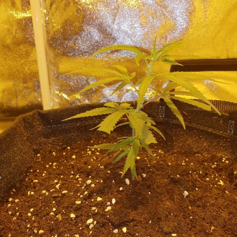 "Super smelly pussy" #1 growlog photo: Day 5, looking strong and healthy, 14cm.
