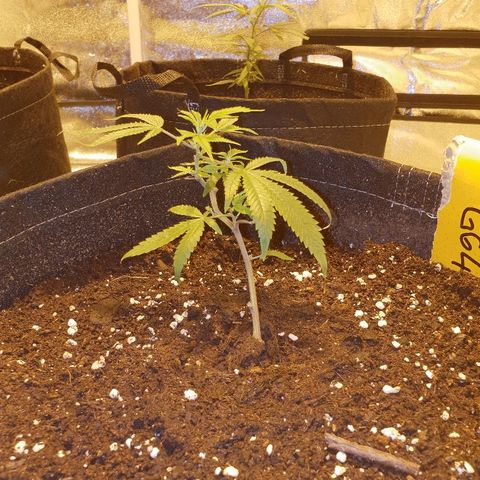King Tut growlog photo: Day 5, looking strong. 13cm when stood up straight.