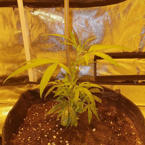 "Super smelly pussy" #1 growlog photo: 19cm, day 1 3ml/5l solution vegetative nutrient