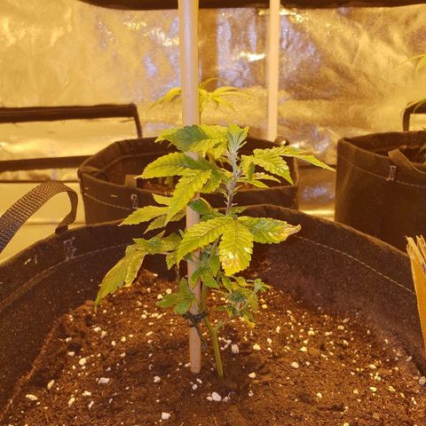 Grodd growlog photo: 15.5cm, day 1 3ml/5l vegetative nutrient solution. 