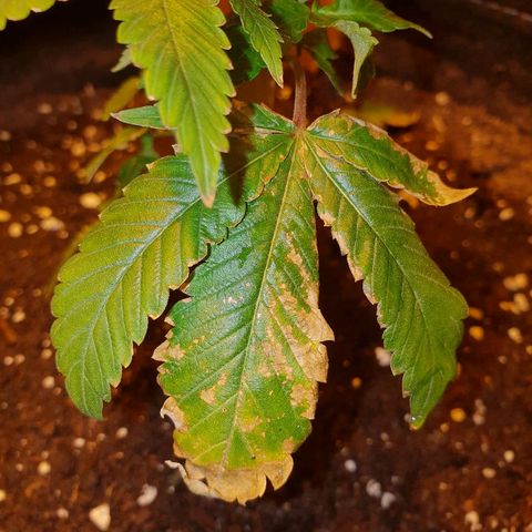 Grodd growlog photo: Deficiency? Disease? Must find out and fix the problem.
