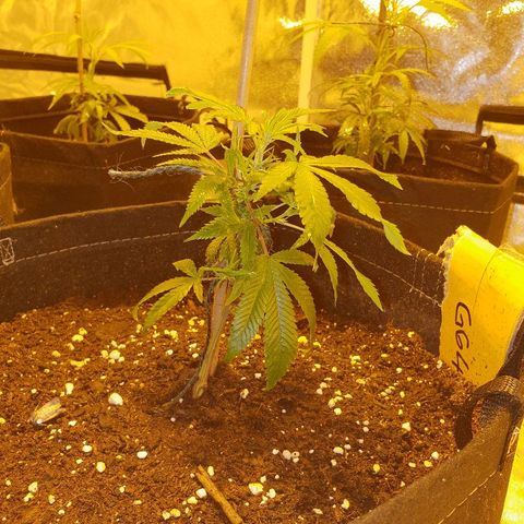 King Tut growlog photo: 14.5cm, day 1 3ml/5l vegetative nutrient solution.