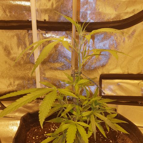 "Super smelly pussy" #1 growlog photo: 29cm