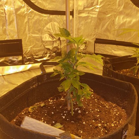Grodd growlog photo: 18.5cm. This clone does not seem to be doing as well as the others, has had the lowest growth rate and appears to me to be a plant that is never going to produce much, especially with my limited knowledge and experience.
