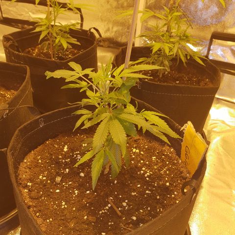 King Tut growlog photo: 18cm. This plant is also seemingly slow to develop.. am I doing something wrong? This one and the "tutankhamun" are both from the same source with that sponge-looking seed pot.. will not be buying from that source again. Not happy..