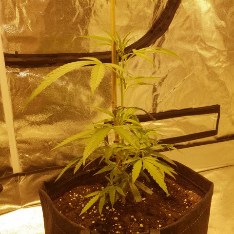 "Super smelly pussy" #1 growlog timeline photo