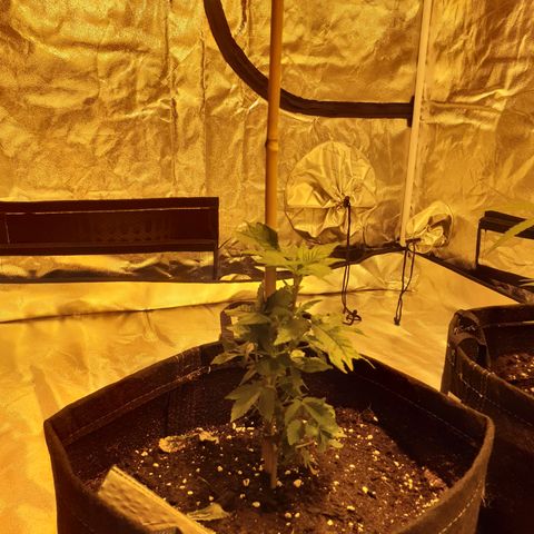 Grodd growlog timeline photo