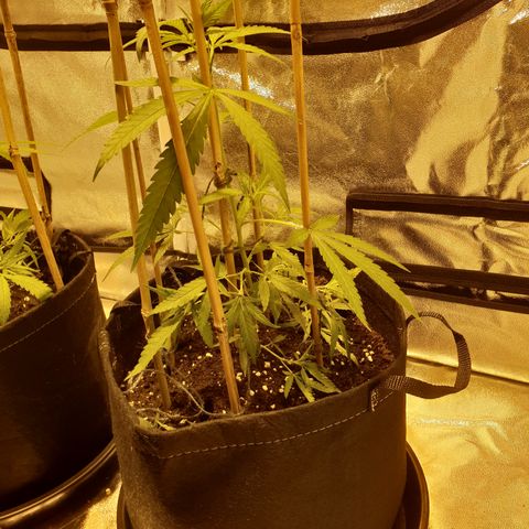 "Super smelly pussy" #1 growlog photo: Initial training.. see how it goes.. have 5 branches, with a 6th potential to train out that is too small yet to tie down. Next couple of days should be enough to tie it down and then see how far out I can them to increase yield area.