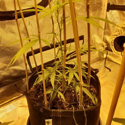 "Super smelly pussy" #1 growlog photo: 33.5cm. Have at this point tied down 7 branches, intend to do an 8th once it is large enough.. 