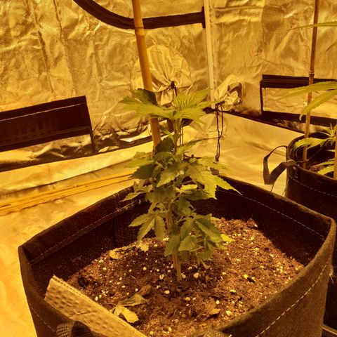 Grodd growlog photo: 19cm. No tie downs, I dont think I am going to do anything but feed this plant going forward.. will allow it to do whatever it does, I think, and just hope for the best. She isnt growing real quick but she is steady and consistent.. 
