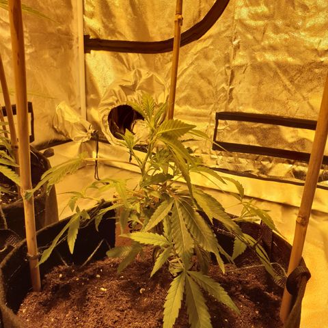 King Tut growlog photo: 18cm, 2 branches tied down, looking healthy.