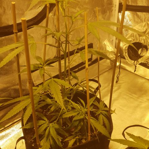 "Super smelly pussy" #1 growlog photo: 42cm