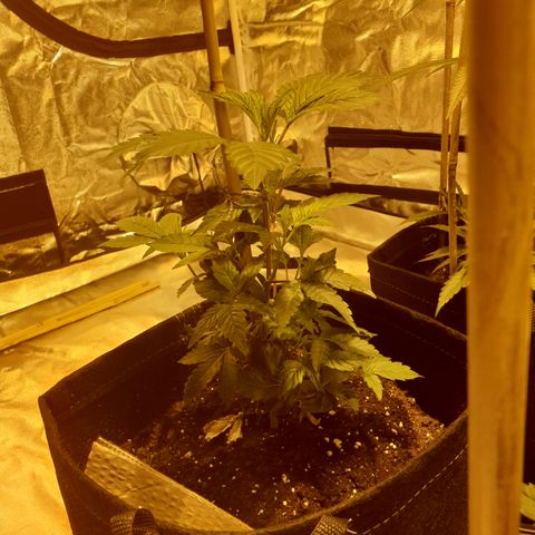 Grodd growlog photo: 24cm