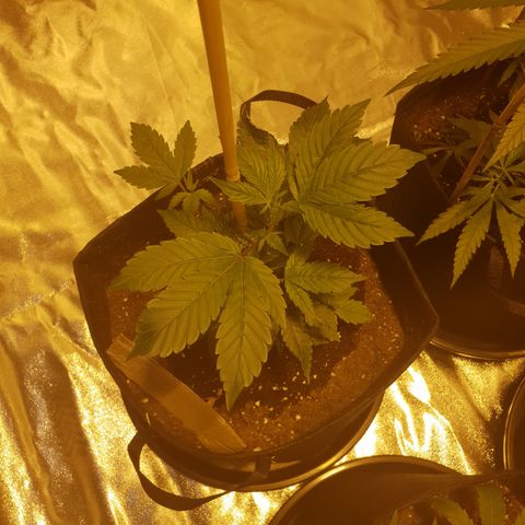 Grodd growlog timeline photo