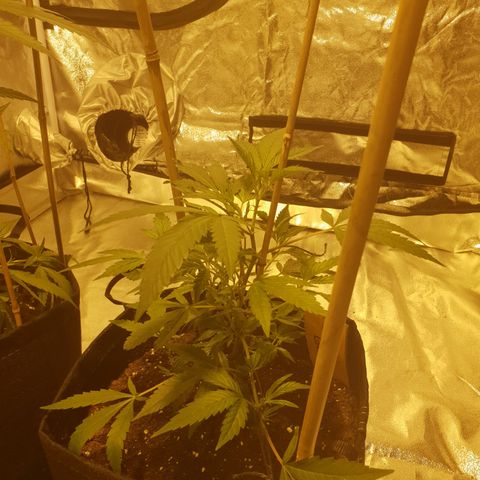 King Tut growlog photo: 23.5cm