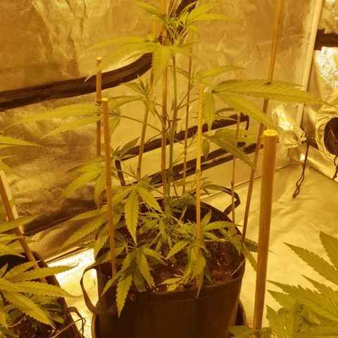 "Super smelly pussy" #1 growlog timeline photo