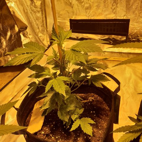 Grodd growlog timeline photo