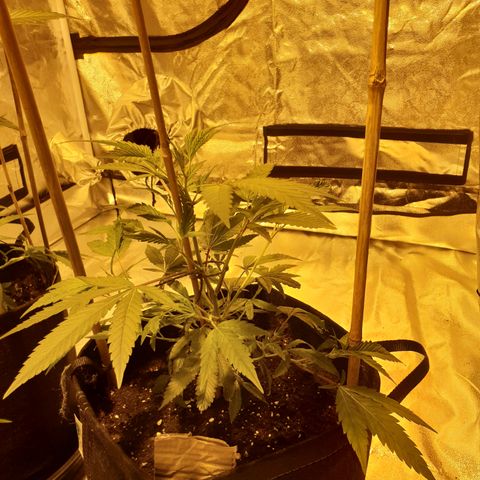 King Tut growlog timeline photo