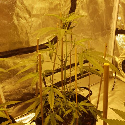 "Super smelly pussy" #1 growlog timeline photo