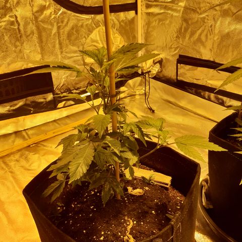 Grodd growlog timeline photo