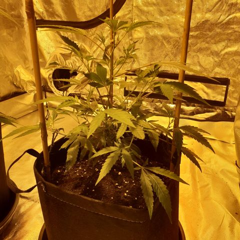 King Tut growlog timeline photo