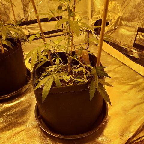 King Tut growlog photo: Decided to whittle this one back a bit.. defoliated some of the lesser leaves and low down bud points to open it up a bit and allow the good stuff to take all the energy and nutrients.. let's see how it goes from here.