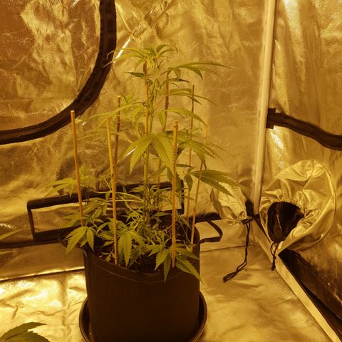 "Super smelly pussy" #1 growlog timeline photo
