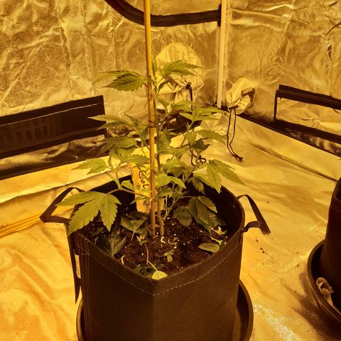 Grodd growlog timeline photo