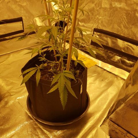 King Tut growlog timeline photo