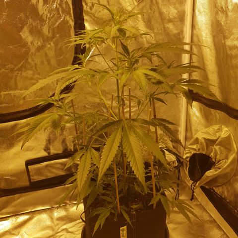 "Super smelly pussy" #1 growlog timeline photo