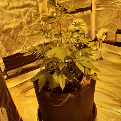 Grodd growlog photo: 37.5cm