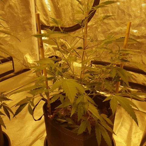 King Tut growlog photo: 44.5cm