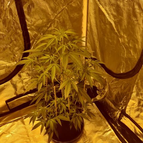 "Super smelly pussy" #1 growlog photo: 68.5cm