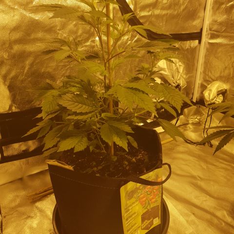 Grodd growlog photo: 41cm