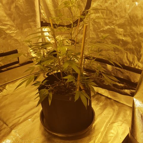 King Tut growlog photo: 48cm