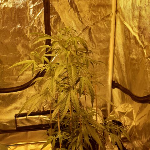 "Super smelly pussy" #1 growlog photo: 71cm