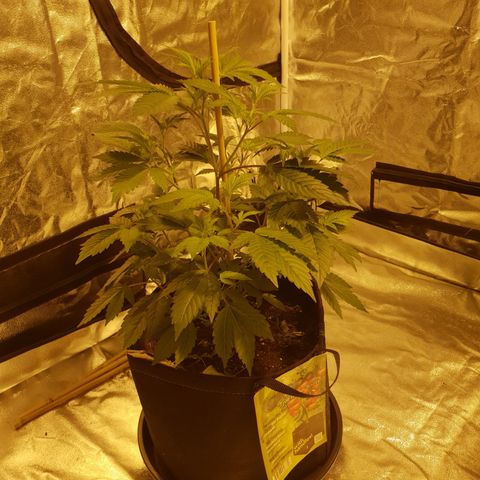 Grodd growlog photo: 41.5cm