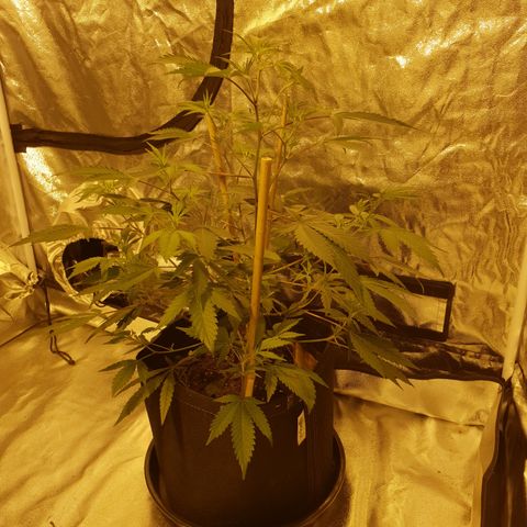 King Tut growlog photo: 50.5cm