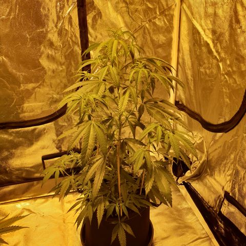 "Super smelly pussy" #1 growlog photo: 75.5cm