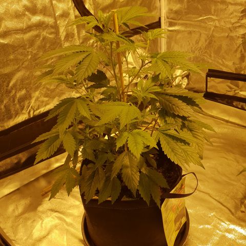 Grodd growlog photo: 45cm