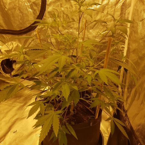 King Tut growlog photo: 55cm